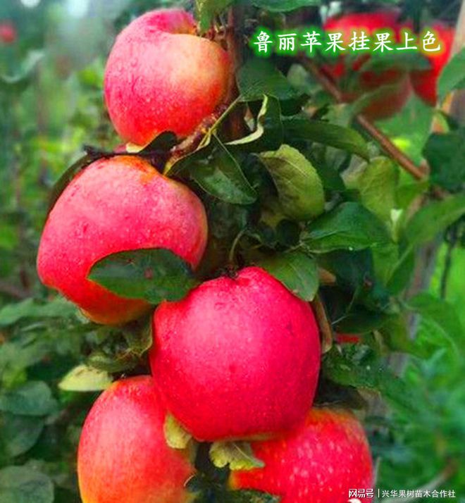 PG电子鲁丽苹果—极早熟优质苹果品种脆甜爽口耐储不绵省力又丰产(图2)