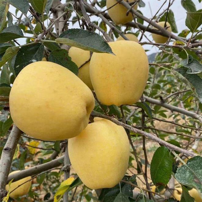 PG麻将胡了备受果农喜欢的黄果苹果品种‘维纳斯黄金苹果苗’登陆市场(图2)