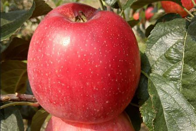 PG电子麻将胡了鲁丽苹果这个品种怎么样？在早熟品种里表现突出但发展要慎重(图1)