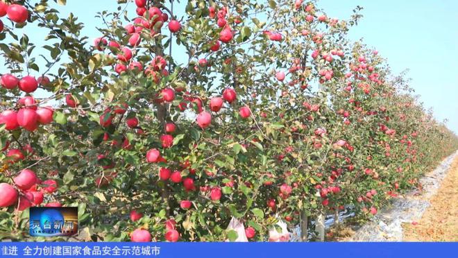 PG电子【视频新闻】灵台：以“四新”模式助推全县苹果产业高质量发展(图1)