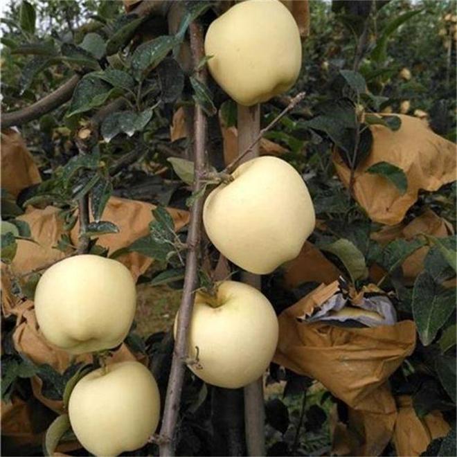 PG电子维纳斯黄金苹果苗品种作为晚熟黄果苹果、果实口感脆甜耐运输(图1)