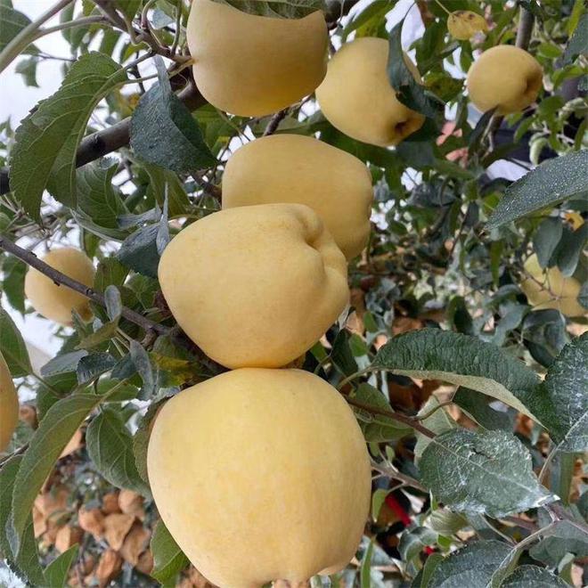 PG电子维纳斯黄金苹果苗品种作为晚熟黄果苹果、果实口感脆甜耐运输(图2)