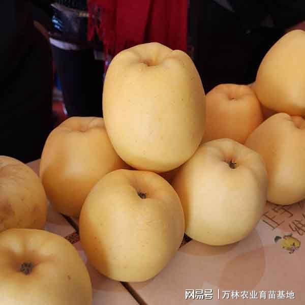 PG麻将胡了维纳斯黄金苹果苗品种特点简介矮化1-2年生维纳斯黄金苹果树苗(图1)