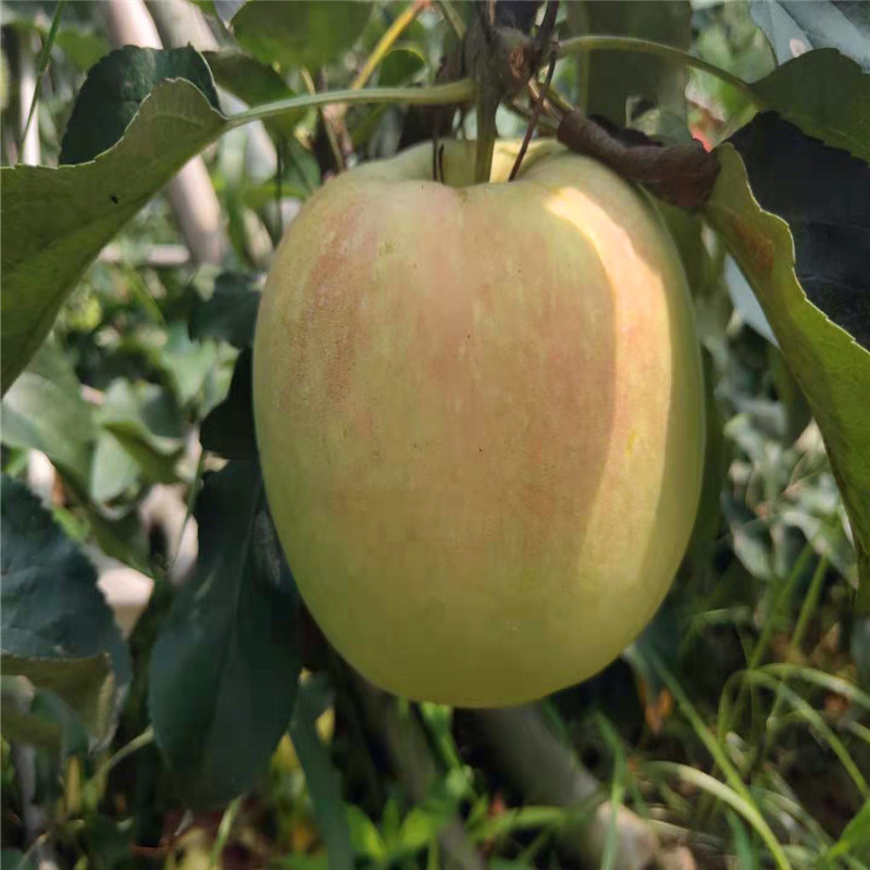 PG麻将胡了厂家批发苹果苗维纳斯黄金苹果苗矮化苹果树苗(图1)