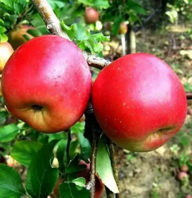 PG电子麻将胡了南城鲁丽苹果苗新品种-大型苗木种植基地(图2)