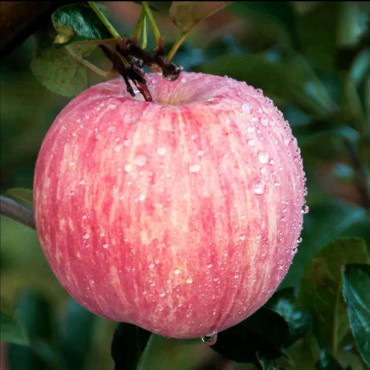 PG麻将胡了鲁丽苹果树苗品种简介 鲁丽苹果树苗品种优缺点-搜了网(图1)