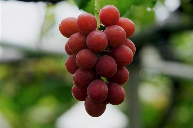 PG麻将胡了日本5大“国宝级水果”品种严格禁止外泄价格高得离谱(图2)