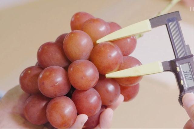 PG麻将胡了日本5大“国宝级水果”品种严格禁止外泄价格高得离谱(图5)