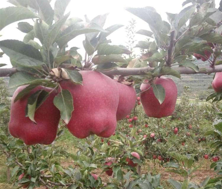 PG麻将胡了乐山1年鲁丽苹果树苗品种(图1)