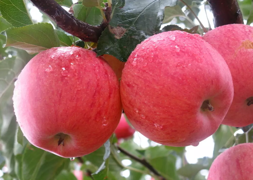 PG麻将胡了山东鲁丽苹果树苗果面全红苹果品种品种的详细介绍(图1)