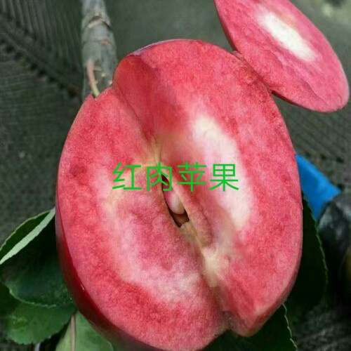PG麻将胡了山东鲁丽苹果树苗果面全红苹果品种品种的详细介绍(图2)