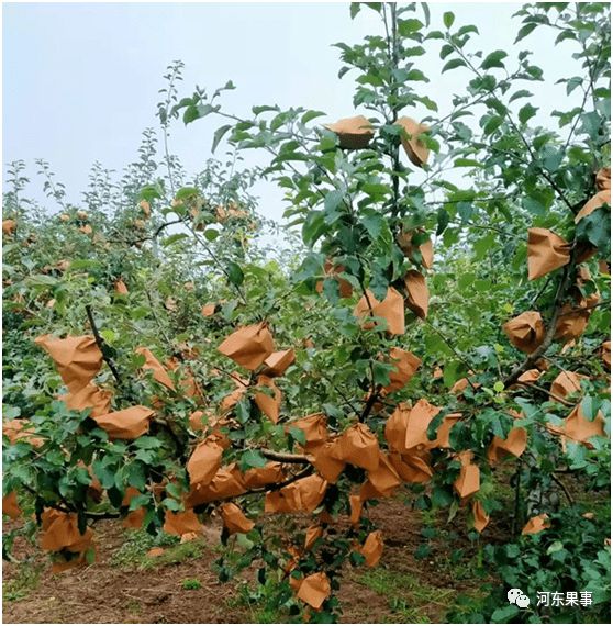 PG电子麻将胡了苹果在有露水的情况下可以套袋收购价“7元kg”的早熟品种(图1)