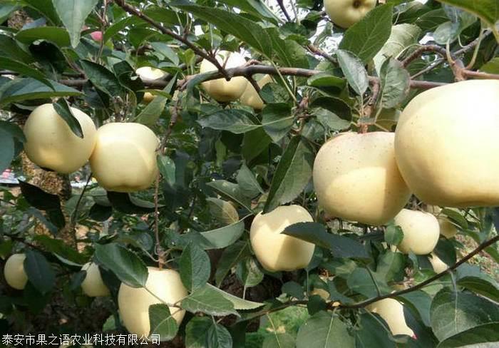PG麻将胡了维纳斯黄金苹果树苗卖、维纳斯黄金苹果树苗种植时间-搜了网(图1)