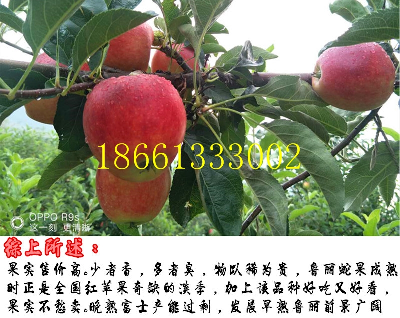 PG麻将胡了黔东南州早熟苹果苗新品种正宗鲁丽苹果苗价格(图1)
