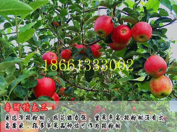 PG麻将胡了佛山市早熟苹果苗新品种正宗鲁丽苹果苗价格(图1)