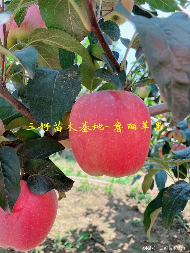 PG电子麻将胡了山东鲁丽苹果特点鲁丽苹果苗种植优势有哪些免套袋全红果脆甜(图1)