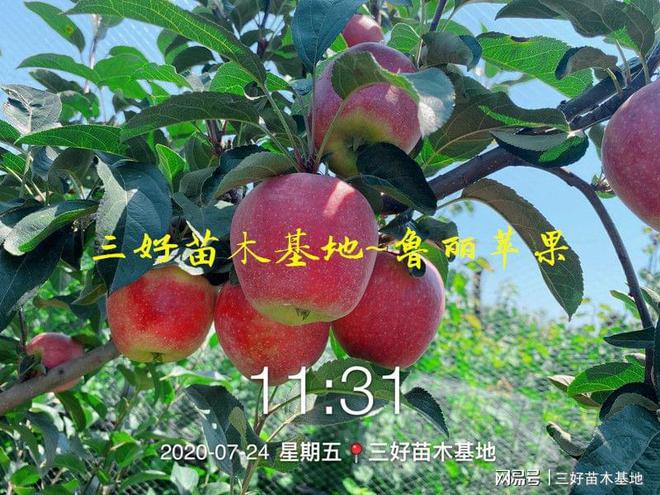 PG电子麻将胡了山东鲁丽苹果特点鲁丽苹果苗种植优势有哪些免套袋全红果脆甜(图2)