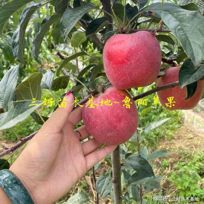PG电子麻将胡了山东鲁丽苹果特点鲁丽苹果苗种植优势有哪些免套袋全红果脆甜(图3)