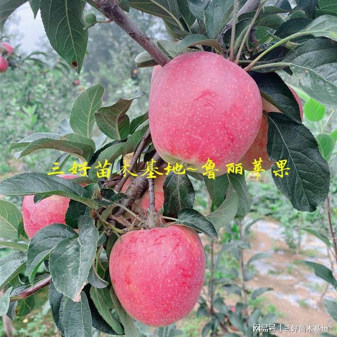 PG电子麻将胡了山东鲁丽苹果特点鲁丽苹果苗种植优势有哪些免套袋全红果脆甜(图5)
