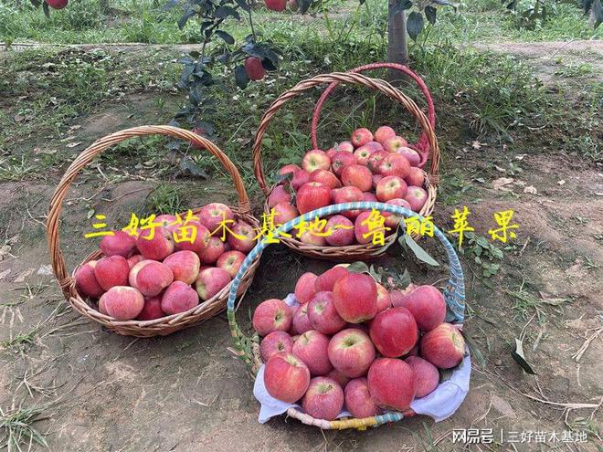 PG电子麻将胡了山东鲁丽苹果特点鲁丽苹果苗种植优势有哪些免套袋全红果脆甜(图7)