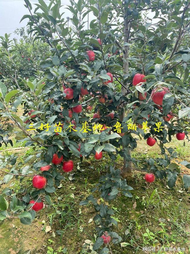 PG电子麻将胡了山东鲁丽苹果特点鲁丽苹果苗种植优势有哪些免套袋全红果脆甜(图6)