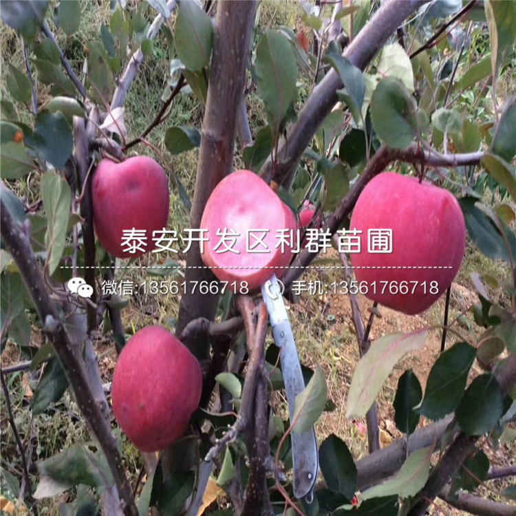 PG电子维纳斯黄金苹果树苗品种简介、维纳斯黄金苹果树苗多少钱一棵(图3)