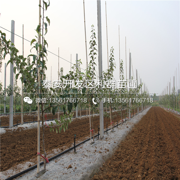 PG电子维纳斯黄金苹果树苗品种简介、维纳斯黄金苹果树苗多少钱一棵(图4)