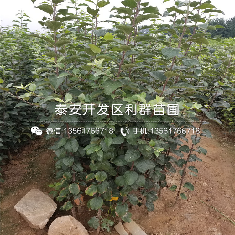 PG电子维纳斯黄金苹果树苗品种简介、维纳斯黄金苹果树苗多少钱一棵(图9)
