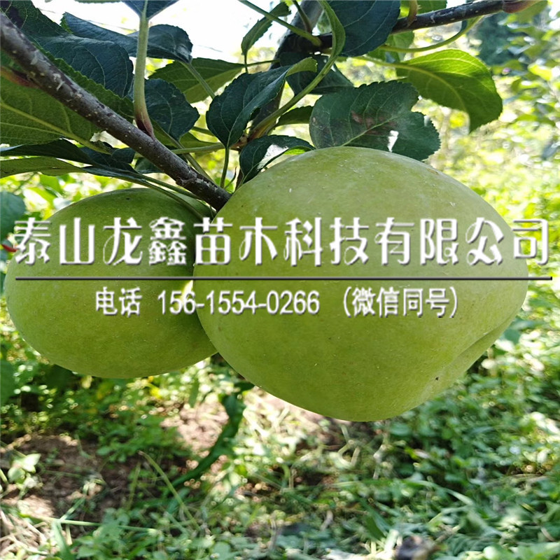 PG麻将胡了产地维纳斯黄金苹果树苗出售单价、维纳斯黄金苹果树苗出售单价(图2)