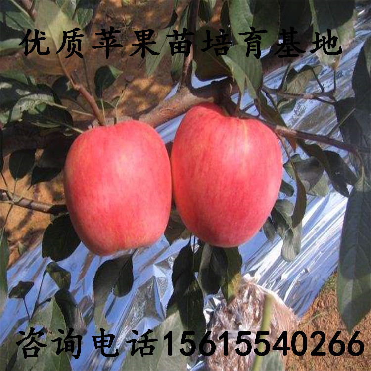 PG麻将胡了产地维纳斯黄金苹果树苗出售单价、维纳斯黄金苹果树苗出售单价(图1)