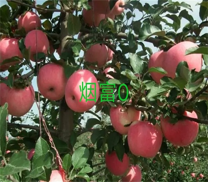 PG麻将胡了5公分鲁丽苹果苗矮化苹果苗良种苗木(图3)