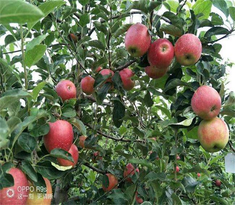 PG麻将胡了5公分鲁丽苹果苗矮化苹果苗良种苗木(图4)