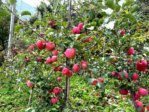 PG电子威州镇高锋新村试种高密植纺锤形苹果获丰收(图1)
