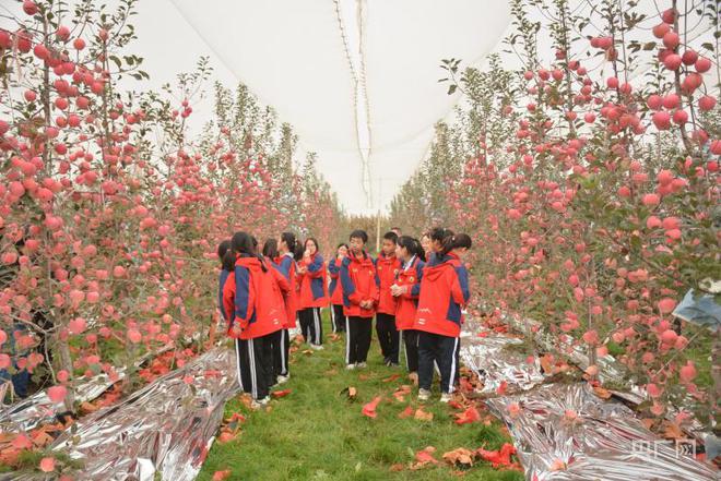 PG麻将胡了陕西白水：万亩苹果树结出致富“红宝石”(图3)