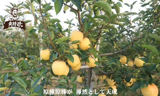 PG麻将胡了来自日本的“高端礼品果”苹果届的维纳斯——黄胖子维纳斯纯甜无酸口感爽(图6)