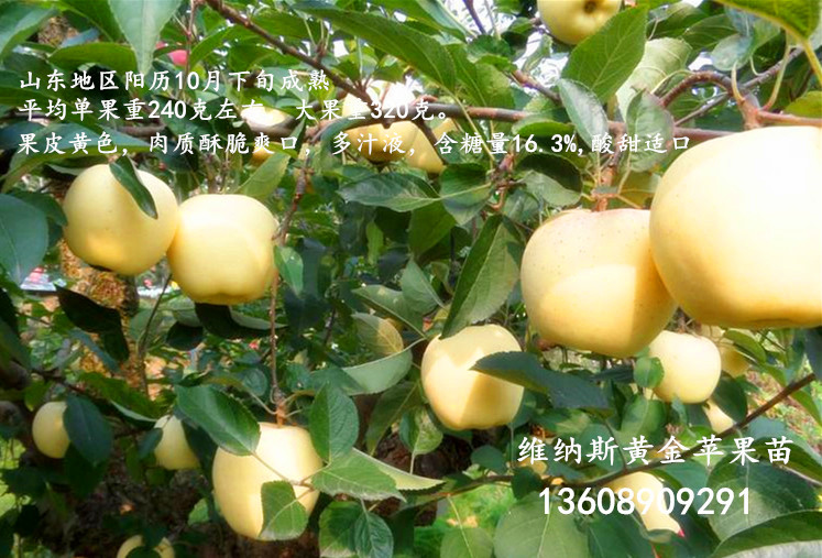 PG电子优质苹果品种—维纳斯黄金苹果苗的品质特征(图1)