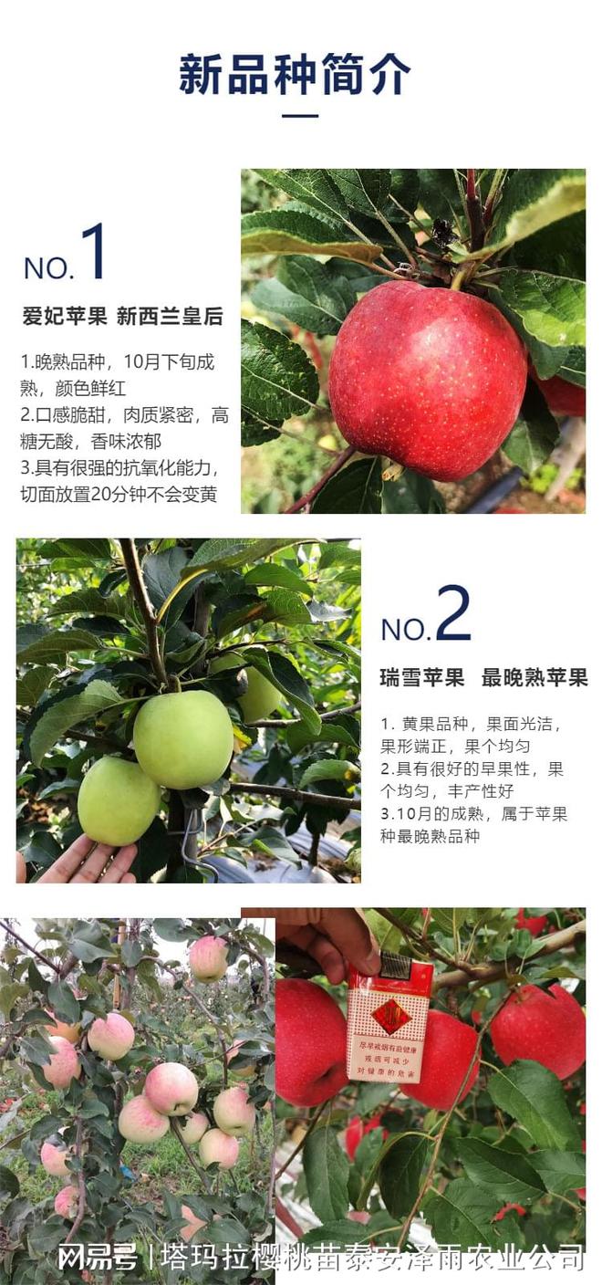 PG麻将胡了M26砧木烟富7苹果苗报价 细聊烟富7苹果苗品种介绍(图2)