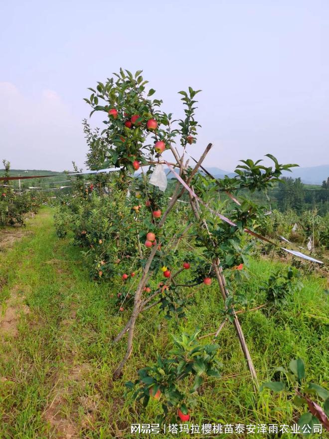 PG麻将胡了促进香妃苹果树花芽分化的施肥技术 矮化香妃苹果苗价格(图2)
