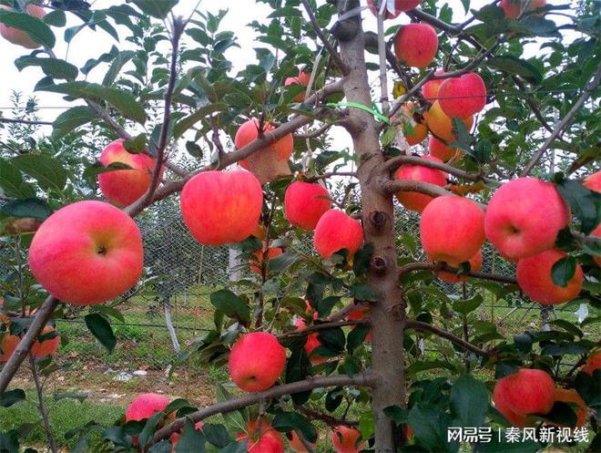 PG电子秦脆苹果：乾县果业振兴和果农致富增收的首选品种(图5)