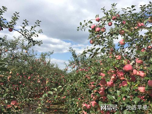 PG电子麻将胡了苹果种类及中国苹果常栽品种(图1)