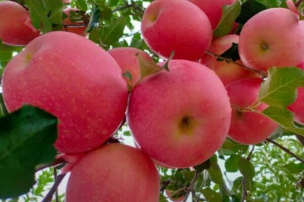 PG电子麻将胡了中国最好吃的苹果品种排名 花牛苹果上榜烟台苹果位居榜首(图1)