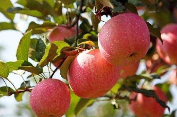 PG电子麻将胡了中国最好吃的苹果品种排名 花牛苹果上榜烟台苹果位居榜首(图3)