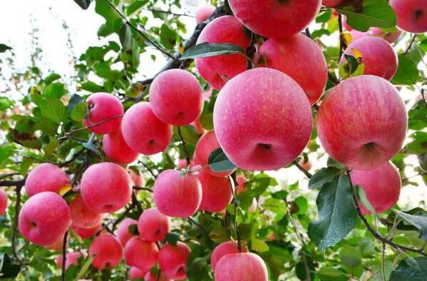 PG电子麻将胡了中国最好吃的苹果品种排名 花牛苹果上榜烟台苹果位居榜首(图4)