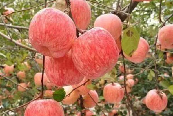 PG电子麻将胡了中国最好吃的苹果品种排名 花牛苹果上榜烟台苹果位居榜首(图5)