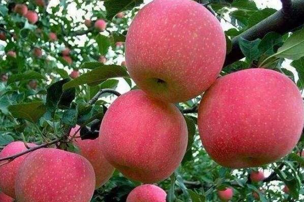PG电子麻将胡了中国最好吃的苹果品种排名 花牛苹果上榜烟台苹果位居榜首(图6)