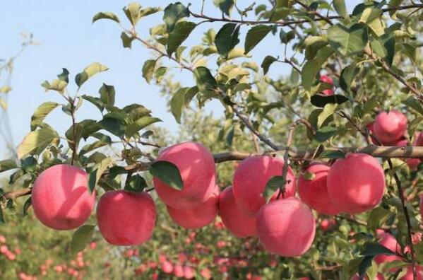 PG电子麻将胡了中国最好吃的苹果品种排名 花牛苹果上榜烟台苹果位居榜首(图8)