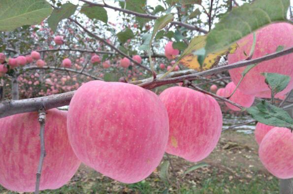 PG电子麻将胡了中国最好吃的苹果品种排名 花牛苹果上榜烟台苹果位居榜首(图10)
