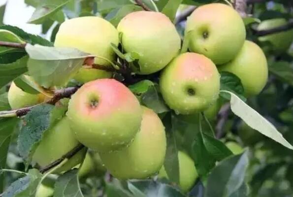 PG电子麻将胡了中国最好吃的苹果品种排名 花牛苹果上榜烟台苹果位居榜首(图9)